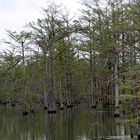 mississippi cypress swamps
